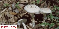 ׳ȸǶ Amanita caesarea (Scop. : Fr.) Pers. ex Schw. var. alba Gill.