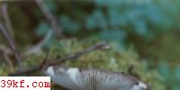 һƶ Amanita fuliginea Hongo