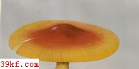 Ⱥ Amanita hemibapha (Berk. & Br.) Sace.