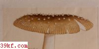 а߶ Amanita kwangsinsis Wang