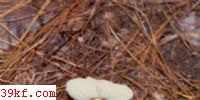 ư߶ Amanita porphyria (Alb. et Schw. : Fr.) Secr.