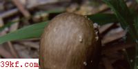 ٺư߶ Amanita pseudoporphyria Hongo