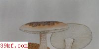Ƕ Amamita rubescens (Pers. : Fr.) Gray