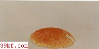 ж Amanita rubrovolvata  Imai