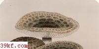 ۻҶ Amanita spissacea Imai
