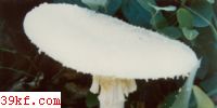 ۰׶ Amanita solitaria (Bull. : Fr.) Karst.