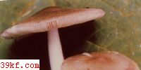 ֻƶ Amanita umbrinolutea Secr.