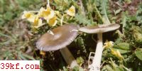 Ҷ Amanita vaginata (Bull. : Fr.) Vitt.