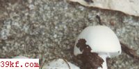 ׶ Amanita verna (Bull. : Fr.) Pers. ex Vitt.