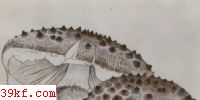 ׶۰׶ Amanita virgineoides Bas