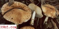 ɫճɡ Limacella glioderma (Fr.) Maire.