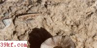 ڱ߹ Pluteus atromarginatus (Kenr.) Kuhner