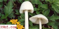ݹ Volvariella speciosa (Fr.) Sing.