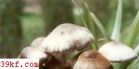 ݹ Vlovariella volvacea (Bull. : Fr.) Sing.
