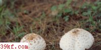 ɡ Chlorophyllum molybdites (Meyer : Fr.) Massee