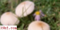 ׻ Lepiota alba (Bres.) Fr.