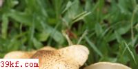 ۻ Lepiota acutesquamosa (Weinm. : Fr.) Gill.