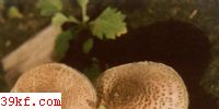 ۻ Lepiota brunneo-incarnata Chod et Mart.