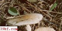 ϸ Lepiota  clypeolaria (Bull : Fr.) Kummer