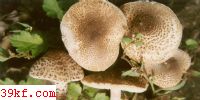 ۻ Lepiota helveola Bres.