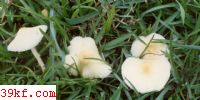 ߻ Lepiota ventriosospora (Schw.) Sing.