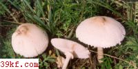 Ƥ׻ Leucoagaricus excoriatus (Schaeff. : Fr.) Sing.