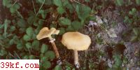 Ƥ Cystoderma amianthinum (Scop. : Fr.) Fayod.