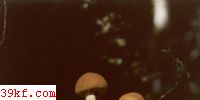 Ƥ Cystoderma granulosum (Batsch : Fr.) Fayod.