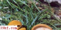 Ƥ Cystoderma fallax A. H. Smith et Sing.