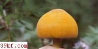 ɡ Phaeolepiota aurea (Matt. : Fr.) Maire.