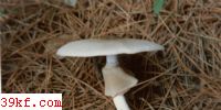 Ģ Agaricus abruptibulbus Peck