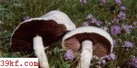 ҰĢ Agaricus arvensis Schaeff. : Fr.