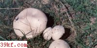 Ģ Agaricus bernardii (Qul.) Sacc.