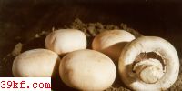 Ģ Agaricus bitorquis (Qul.) Sacc.
