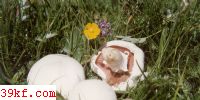 Ģ Agaricus campestris L. : Fr.