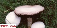Ģ Agaricus nivescens Moeller