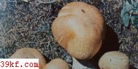 ȻĢ Agaricus perrarus Schulzer