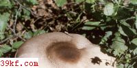 ˫ֵĢ Agaricus placomyces Peck