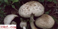 ϸĢ Agaricus praeclaresquamosus Freeman