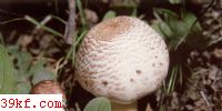 ֵĢ Agaricus silvaticus Schaeff. : Fr.