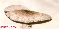 Ģ Agaricus squarrosus Li