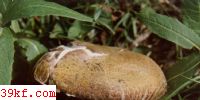 Ģ Agaricus villaticus Brond.