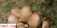 ī֭ɡ Coprinus atramentarius (Bull.) Fr.