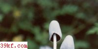 ޹ɡ Coprinus lagopus Fr.