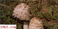 Сëɡ Coprinus ovatus (Schaeff.) Fr.