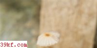 ƹɡ Coprinus plicatilis (Curt: Fr.) Fr.