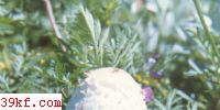 ɡ Coprinus sterqulinus Fr.