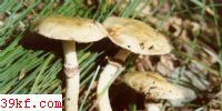 ͭǹ Stropharia aeruginosa (Curt. : Fr.) Qul.