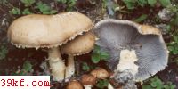 廷ǹ Stropharia rugosoannulata Farlow