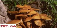 ë Kuehneromyces mutabilis (Schaeff. : Fr.) Sing. et Smith